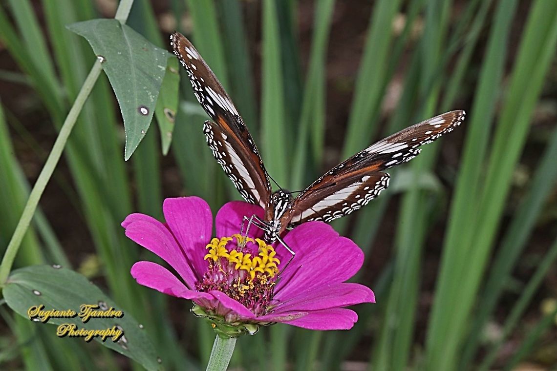 Great eggfly, Hypolimnas bolina bolina "sucking nectar on the Zinnia flower"  Geotagged,Great eggfly,Hypolimnas bolina,Indonesia,Spring
