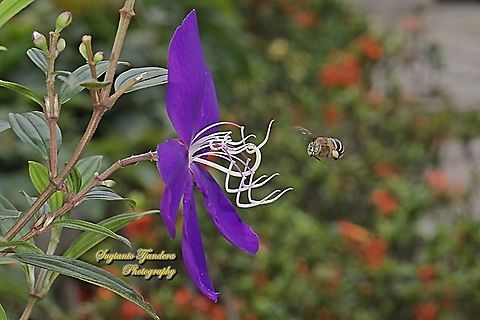 Blue Banded Bee, Amegilla zonata "looking for nectar on the Princess Flower, Tibouchina urvilleana (family Melastomataceae)  Amegilla zonata,Geotagged,Indonesia,Spring