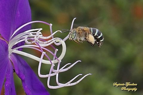 Blue Banded Bee, Amegilla zonata "looking for nectar on the Princess Flower, Tibouchina urvilleana (family Melastomataceae)  Amegilla zonata,Geotagged,Indonesia,Spring
