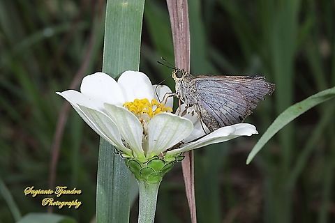 Skipper butterfly, The Plain palm dart, Cephrenes acalle, family Hesperiidae - female "sucking nectar on the Zinnia flower"  Cephrenes acalle,Geotagged,Indonesia,Plain palm dart,Spring