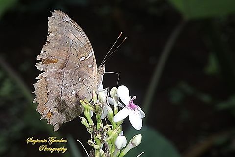 Autumn leaf butterfly, Doleschallia bisaltide "sucking nectar on the Golden pseuderanthemum flower"  Autumn leaf,Doleschallia bisaltide,Geotagged,Indonesia,Spring
