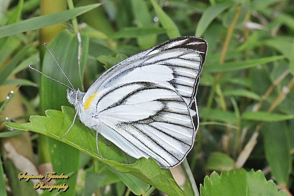 Striped Albatross Butterfly, Appias olferna olferna - male  Appias olferna,Eastern striped albatross,Geotagged,Indonesia,Spring