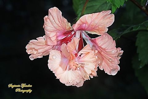 Hibiscus flower/Kembang Sepatu, Hibiscus rosa-sinensis  Chinese hibiscus,Geotagged,Hibiscus rosa-sinensis,Indonesia,Spring