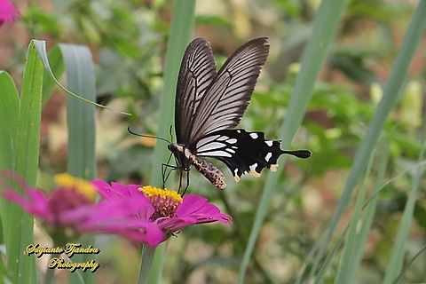 The Common Clubtail Butterfly, Losaria coon coon, (Papilionidae) "sucking nectar on the Zinnia flower"  Geotagged,Indonesia,Losaria coon,Spring