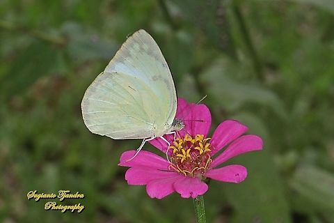 Lemon Emigrant,  Catopsilia pomona pomona female form jugurtha  "sucking nectar on the Zinnia flower"  Catopsilia pomona,Geotagged,Indonesia,Lemon Emigrant,Spring