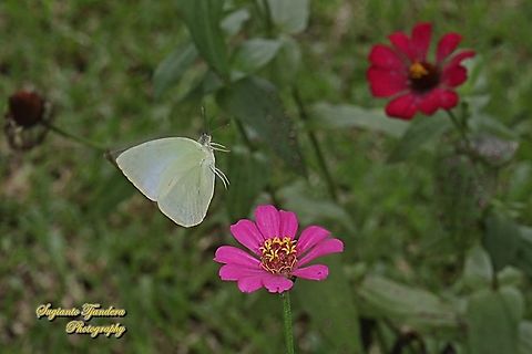 Lemon Emigrant,  Catopsilia pomona pomona female form jugurtha  "flying off from the Zinnia flower"  Catopsilia pomona,Geotagged,Indonesia,Lemon Emigrant,Spring