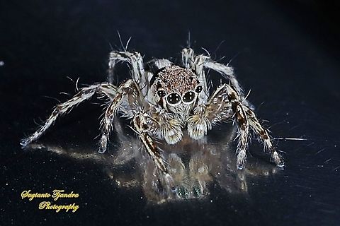 Jumping spider, the tropical flycatcher, Plexippus petersi, family Salticidae  Geotagged,Indonesia,Plexippus petersi,Spring,Tropical Flycatcher