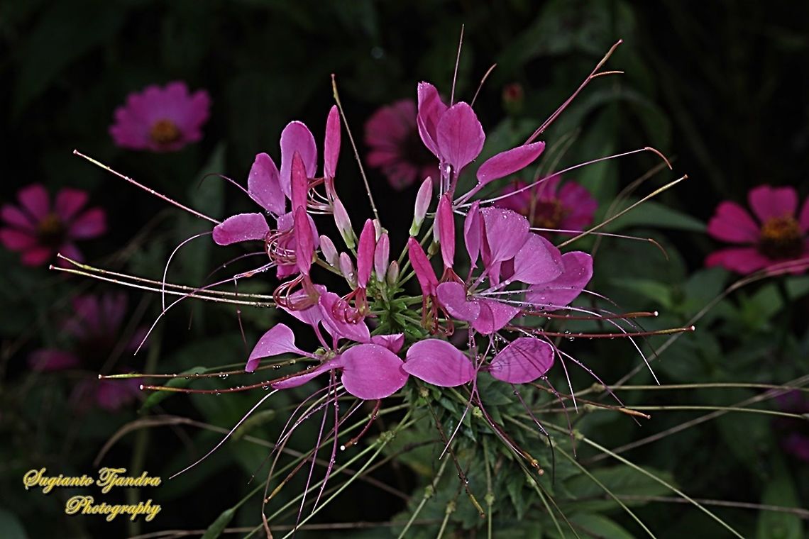 Spider flower, Cleome hassleriana  Cleome hassleriana,Geotagged,Indonesia,Spider Flower,Spring