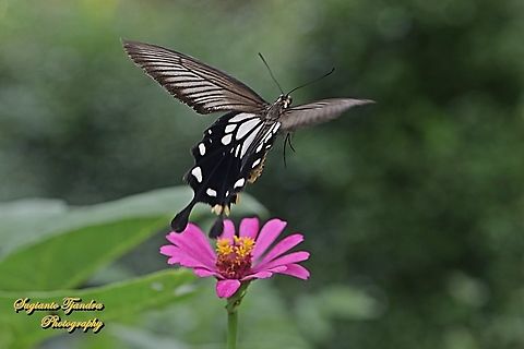 The Common Clubtail Butterfly, Losaria coon coon, (Papilionidae) "flying off from the Zinnia flower"  Geotagged,Indonesia,Losaria coon,Spring