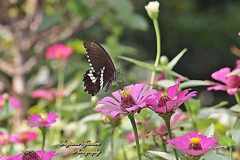 Common Mormon Butterfly, Papilio polytes javanus - male "sucking nectar on the Zinnia flower"  Common Mormon,Geotagged,Indonesia,Papilio polytes,Spring
