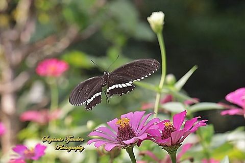 Common Mormon Butterfly, Papilio polytes javanus - male "flying off from the Zinnia flower"  Common Mormon,Geotagged,Indonesia,Papilio polytes,Spring