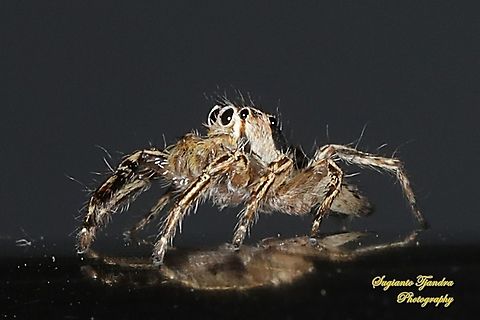 Jumping spider, the tropical flycatcher, Plexippus petersi, family Salticidae  Geotagged,Indonesia,Plexippus petersi,Spring