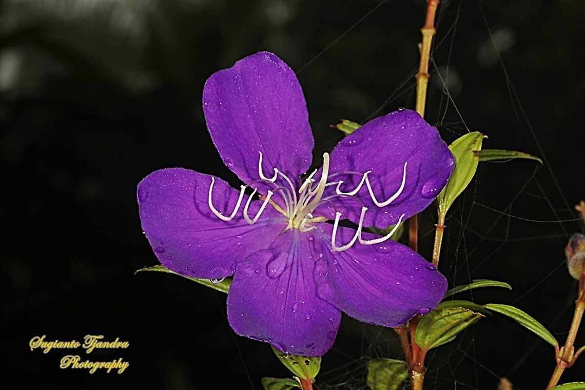 The Princess Flower, Tibouchina urvilleana (family Melastomataceae)  Geotagged,Glory Bush,Indonesia,Spring,Tibouchina urvilleana
