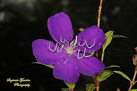 The Princess Flower, Tibouchina urvilleana (family Melastomataceae)  Geotagged,Glory Bush,Indonesia,Spring,Tibouchina urvilleana