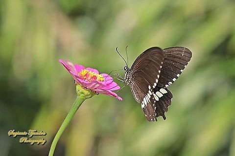 Common Mormon Butterfly, Papilio polytes javanus - male "sucking nectar on the Zinnia flower"  Common Mormon,Geotagged,Indonesia,Papilio polytes,Spring