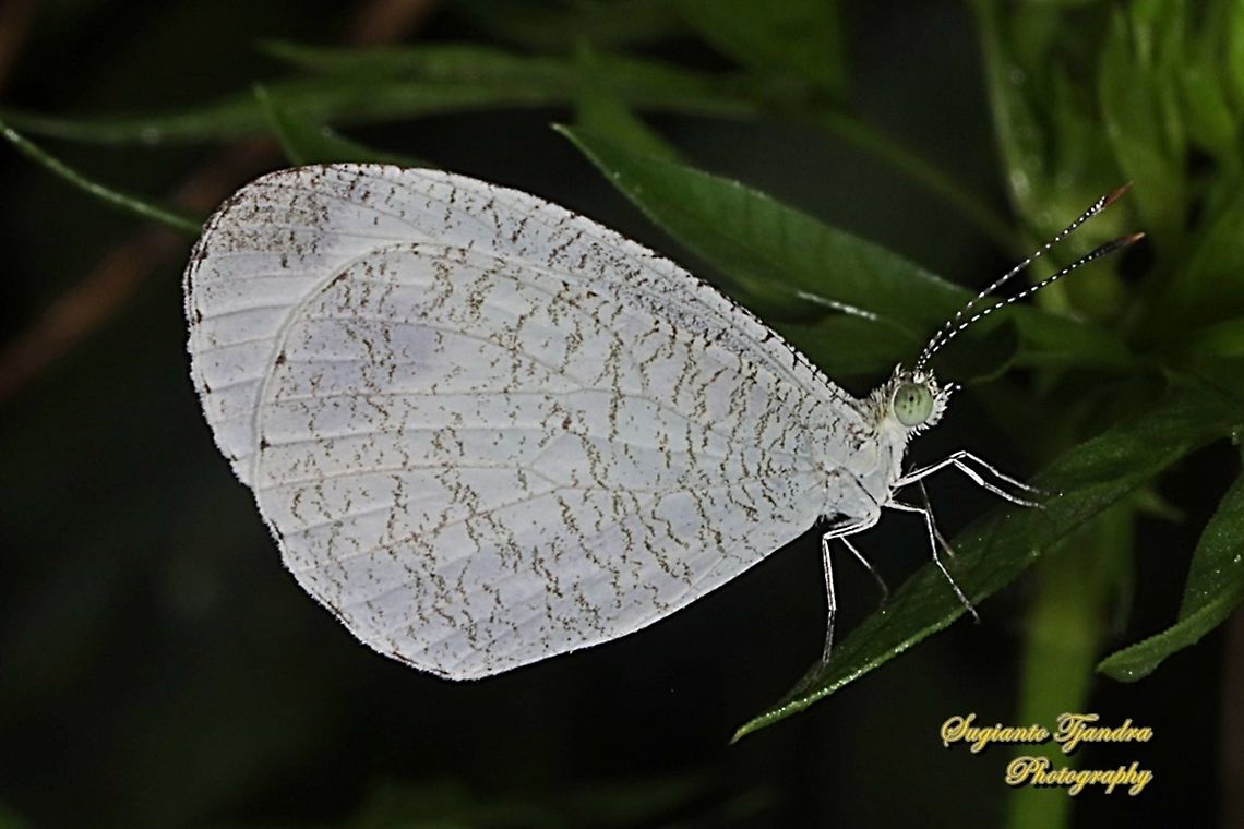 The psyche butterfly, Leptosia nina chlorographa, family Pieridae  Geotagged,Indonesia,Leptosia nina,Psyche,Spring
