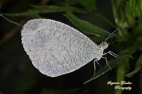 The psyche butterfly, Leptosia nina chlorographa, family Pieridae  Geotagged,Indonesia,Leptosia nina,Psyche,Spring