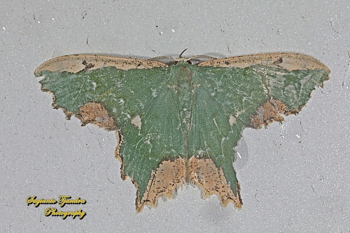 Maxates coelataria, family Geometridae  Geotagged,Indonesia,Maxates coelataria,Spring