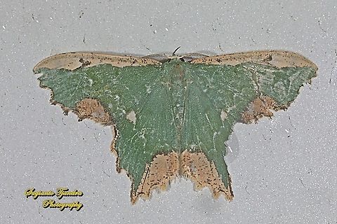 Maxates coelataria, family Geometridae  Geotagged,Indonesia,Maxates coelataria,Spring