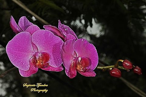 Pink Orchid flower, Phaleonopsis (Orchidaceae) West Java, Indonesia 09-12-2021  Geotagged,Indonesia,Spring