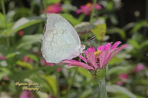 Mottled Emigrant, Catopsilia pyranthe pyranthe "sucking nectar on the Zinnia flower"  Catopsilia pyranthe,Geotagged,Indonesia,Mottled emigrant,Spring