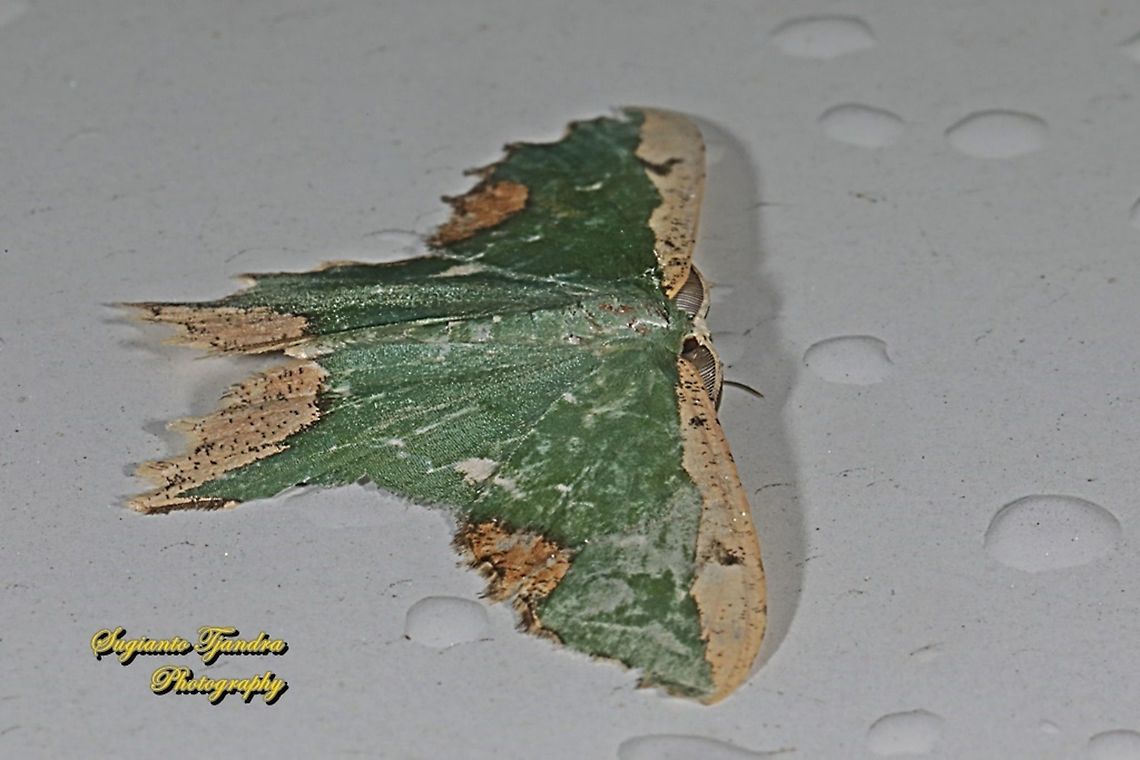 Maxates coelataria, family Geometridae  Geotagged,Indonesia,Maxates coelataria,Spring