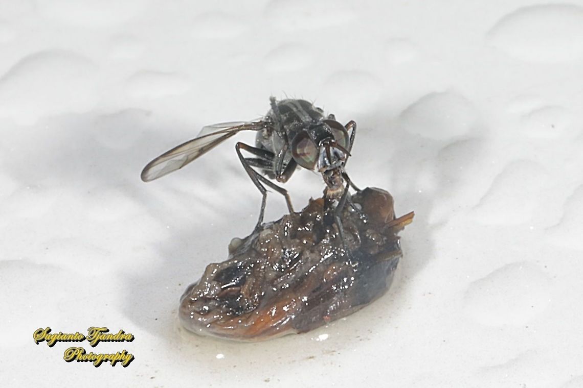 Tropical signal fly, Plagiostenopterina sp, family Platystomatidae  Geotagged,Indonesia,Spring
