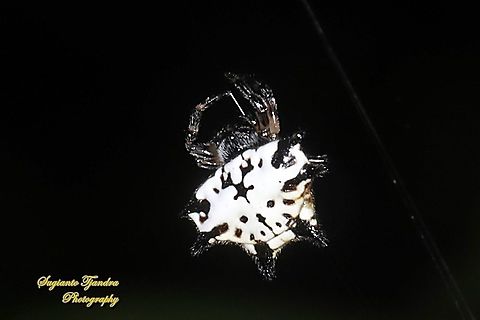 Black-and-white Spiny Spider, Gasteracantha kuhli  Gasteracantha kuhli,Geotagged,Indonesia,Spring