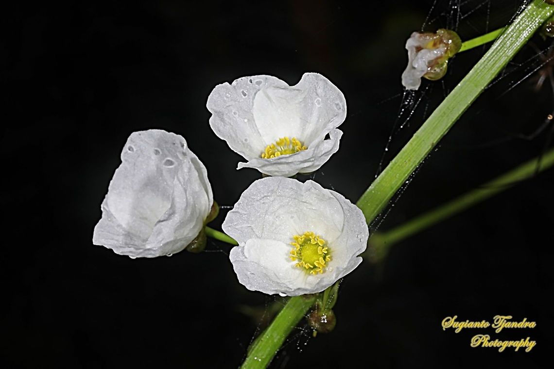 Melati Air (Mexican sword flower), Echinodorus palifolius, family  Alismataceae  Echinodorus palifolius,Geotagged,Indonesia,Mexican sword plant,Spring