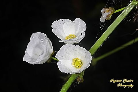 Melati Air (Mexican sword flower), Echinodorus palifolius, family  Alismataceae  Echinodorus palifolius,Geotagged,Indonesia,Mexican sword plant,Spring