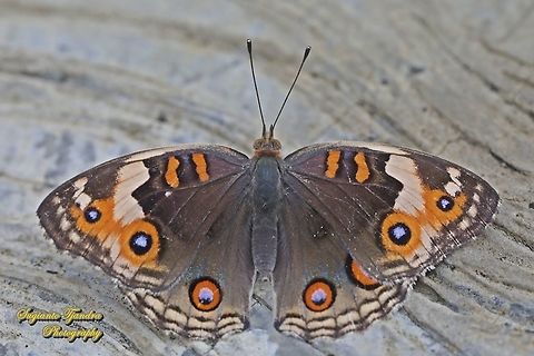 Blue Pansy Butterfly, Junonia orithya - female  Blue Argus,Geotagged,Indonesia,Junonia orithya,Spring