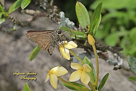 Skipper butterfly, Halpe sikkima, family Hesperiidae :sucking nectar on the yellow jungle geranium flower, Ixora coccinea, family Rubiaceae"  Geotagged,Halpe sikkima,Indonesia,Spring