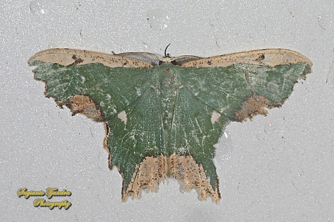 Maxates coelataria, family Geometridae  Geotagged,Indonesia,Maxates coelataria,Spring