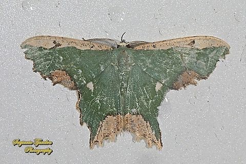 Maxates coelataria, family Geometridae  Geotagged,Indonesia,Maxates coelataria,Spring