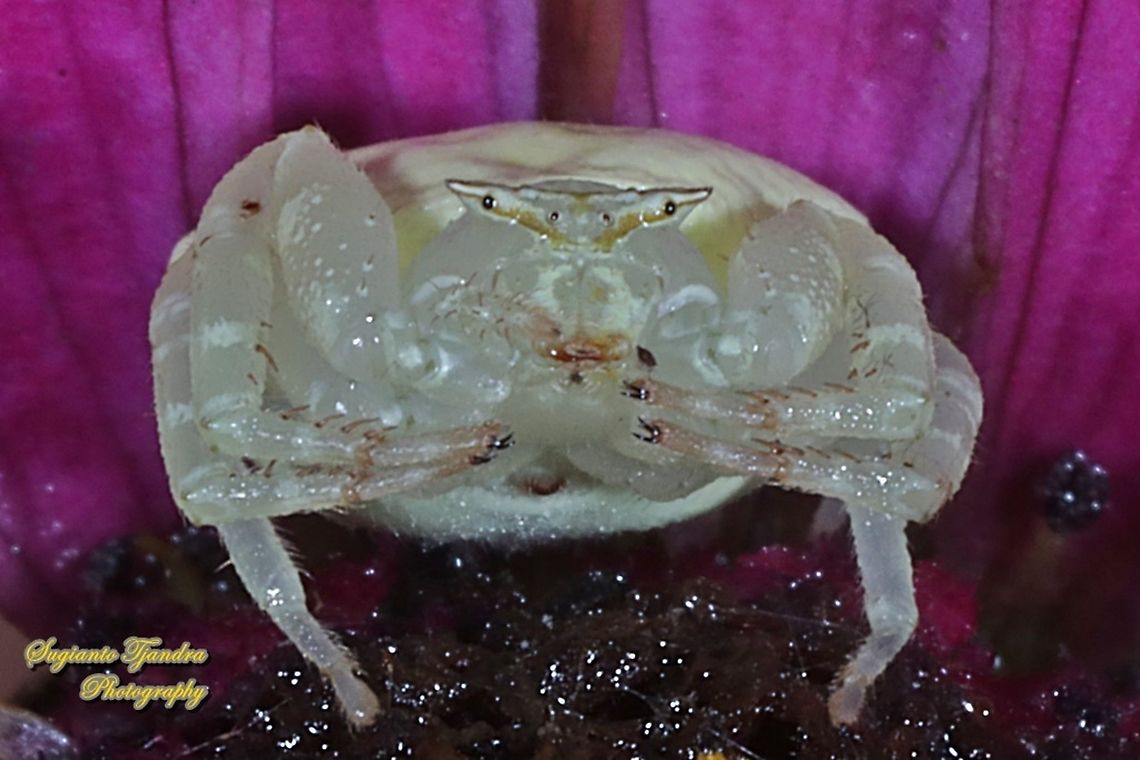 Flower Crab Spider, family Thomisidae  Geotagged,Indonesia,Spring