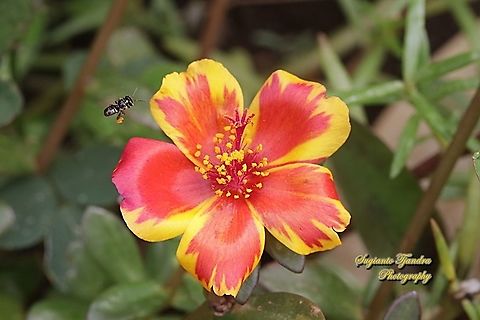 A stingless honey bee (Meliponini) "looking for nectar on" Krokot Mawar/ Moss rose, Portulaca grandiflora - Mottled Red & Yellow  Geotagged,Indonesia,Moss-rose Purslane,Portulaca grandiflora,Spring