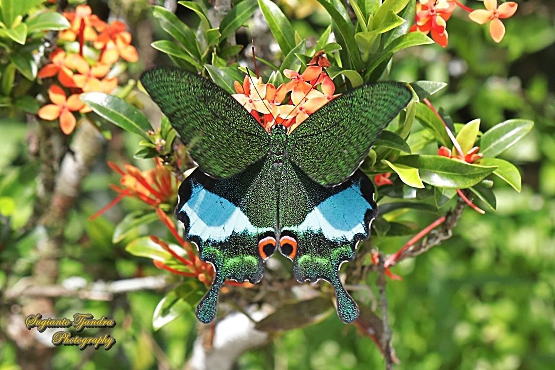 The Jungle Jade, Papilio karna karna, family Papilionidae  Geotagged,Indonesia,Papilio karna,Spring