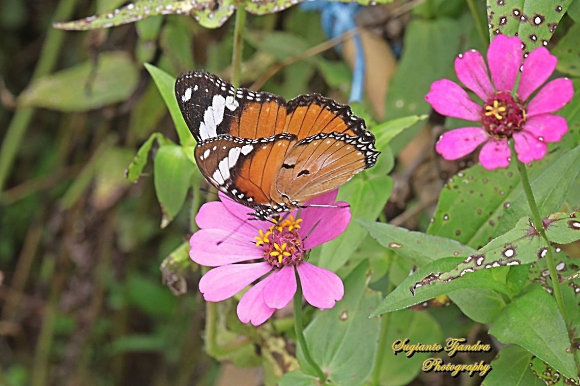 Danaid Eggfly, Hypolimnas misippus, female "sucking nectar on the Zinnia flower"  Danaid eggfly,Geotagged,Hypolimnas misippus,Indonesia,Spring