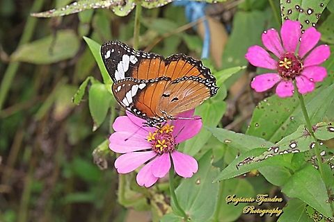Danaid Eggfly, Hypolimnas misippus, female "sucking nectar on the Zinnia flower"  Danaid eggfly,Geotagged,Hypolimnas misippus,Indonesia,Spring
