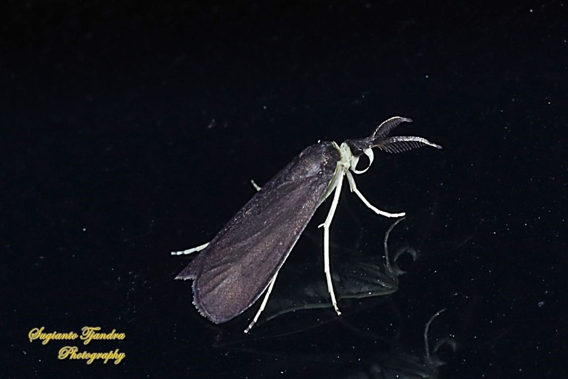 Moth, Brunia Sp, family Erebidae  Geotagged,Indonesia,Spring