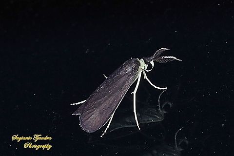 Moth, Brunia Sp, family Erebidae  Geotagged,Indonesia,Spring