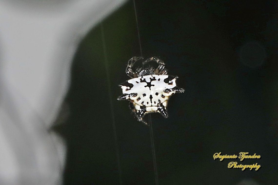 Black-and-white Spiny Spider, Gasteracantha kuhli  Gasteracantha kuhli,Geotagged,Indonesia,Spring