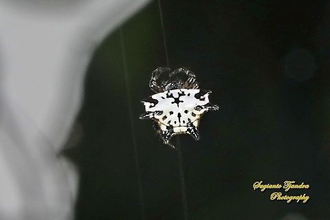 Black-and-white Spiny Spider, Gasteracantha kuhli  Gasteracantha kuhli,Geotagged,Indonesia,Spring