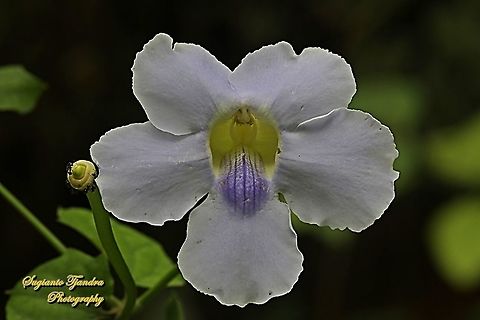 Blue sky flower, Thunbergia grandiflora  Bengal clockvine,Geotagged,Indonesia,Spring,Thunbergia grandiflora