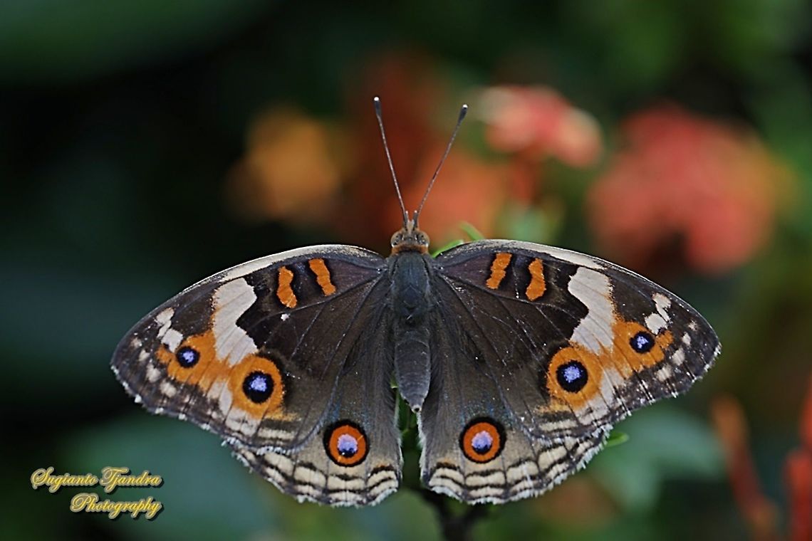 Blue Pansy Butterfly, Junonia orithya - female  Blue Argus,Geotagged,Indonesia,Junonia orithya,Spring