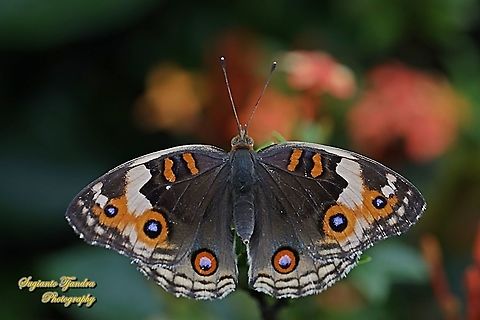 Blue Pansy Butterfly, Junonia orithya - female  Blue Argus,Geotagged,Indonesia,Junonia orithya,Spring