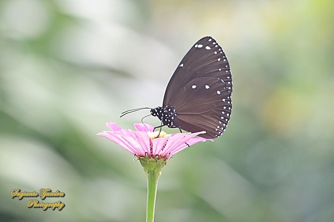 Blue-banded king crow, Euploea eunice eunice "sucking nectar on the Zinnia flower"  Blue-banded king crow,Euploea eunice,Geotagged,Indonesia,Spring
