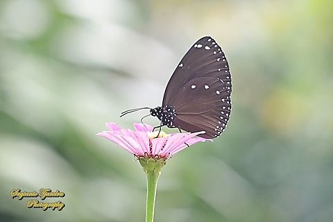 Blue-banded king crow, Euploea eunice eunice "sucking nectar on the Zinnia flower"  Blue-banded king crow,Euploea eunice,Geotagged,Indonesia,Spring