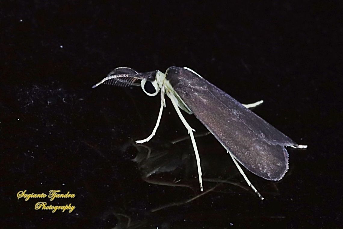 Moth, Brunia Sp, family Erebidae  Geotagged,Indonesia,Spring