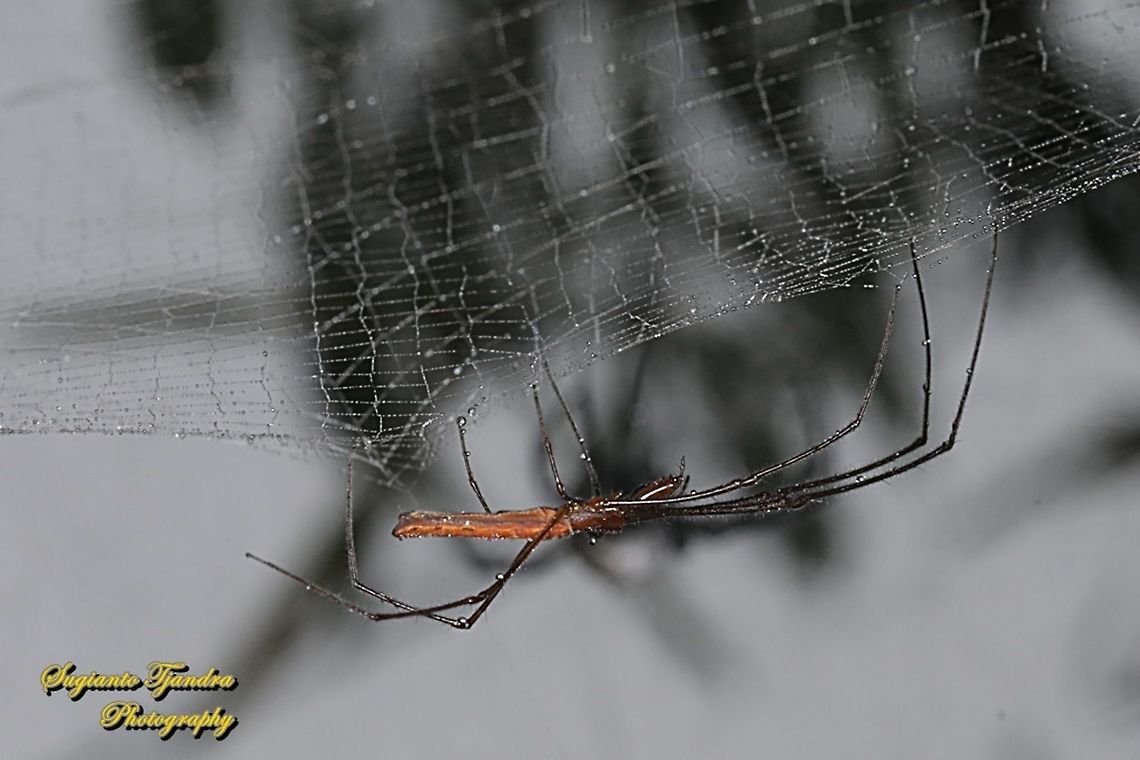 Long-jawed orb-weaver,  Tetragnatha, family Tetragnathidae  Geotagged,Indonesia,Spring